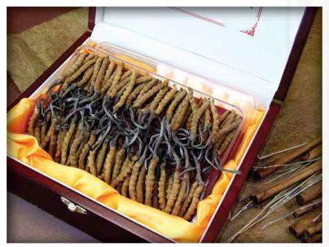 凤翔冬虫夏草回收